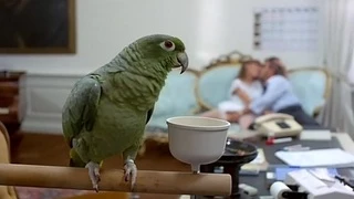 Cute 80s blonde babe in vintage black stockings does classic deep blowjob